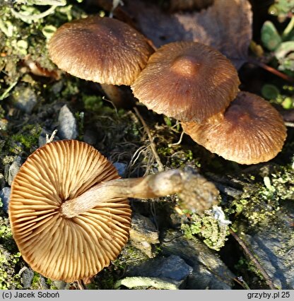 Inocybe obscurobadia