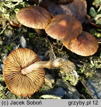 Inocybe obscurobadia