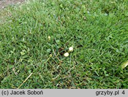 Agrocybe pediades (polówka półkulista)