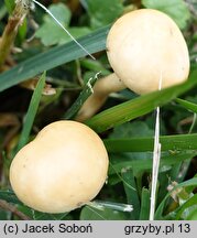 Agrocybe pediades (polówka półkulista)