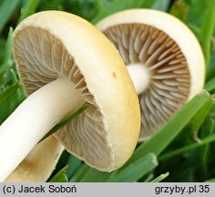 Agrocybe pediades (polówka półkulista)