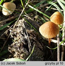 Conocybe pubescens (stożkówka owłosiona)