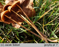 Conocybe pubescens (stożkówka owłosiona)