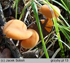 Laccaria macrocystidiata