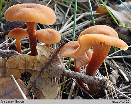 Laccaria macrocystidiata