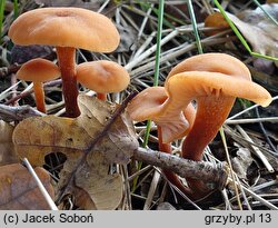 Laccaria macrocystidiata