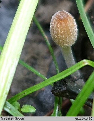 Coprinellus allovelus