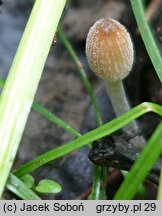 Coprinellus allovelus