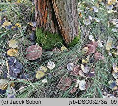 Homophron spadiceum (kruchaweczka gładka)