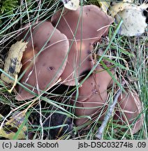 Homophron spadiceum (kruchaweczka gładka)