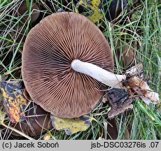 Homophron spadiceum (kruchaweczka gładka)