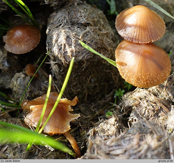 Conocybe microspora (stożkówka brunatna)