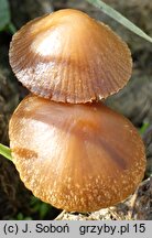 Conocybe microspora (stożkówka brunatna)