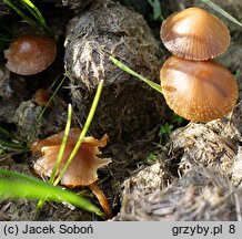 Conocybe macrospora (stożkówka wielkozarodnikowa)