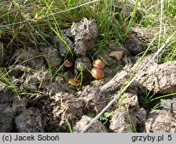 Conocybe macrospora (stożkówka wielkozarodnikowa)