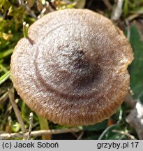 Entoloma sericeonitens (dzwonkówka rdzawobrązowa)