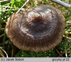 Entoloma sericeonitens (dzwonkówka rdzawobrązowa)