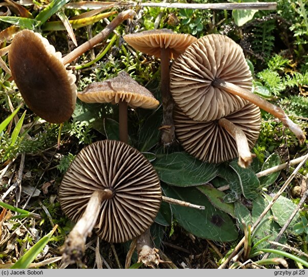 Entoloma sericeonitens (dzwonkówka rdzawobrązowa)