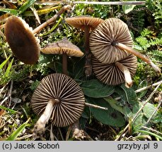 Entoloma sericeonitens (dzwonkówka rdzawobrązowa)