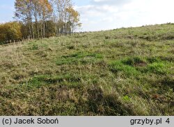 Entoloma sericeonitens (dzwonkówka rdzawobrązowa)