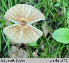 Parasola auricoma (czernidłak złotawy)