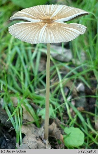 Parasola auricoma (czernidłak złotawy)