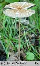 Parasola auricoma (czernidłak złotawy)