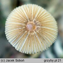 Parasola auricoma (czernidÅ‚ak zÅ‚otawy)