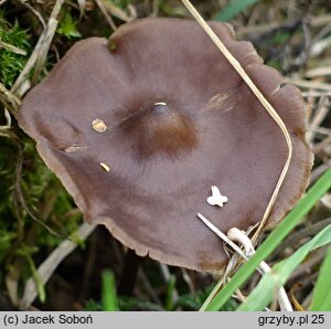 Entoloma infula (dzwonkówka infułowata)