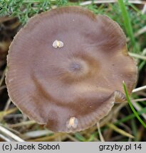 Entoloma infula (dzwonkówka infułowata)