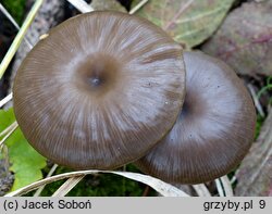 Myxomphalia maura (śluzopępka węglolubna)