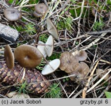 Myxomphalia maura (śluzopępka węglolubna)