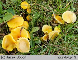 Hygrocybe ceracea (wilgotnica woskowa)