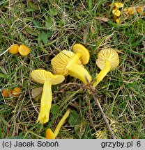 Hygrocybe ceracea (wilgotnica woskowa)