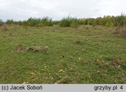 Hygrocybe ceracea (wilgotnica woskowa)