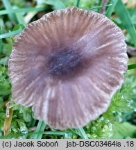 Entoloma sericeoides