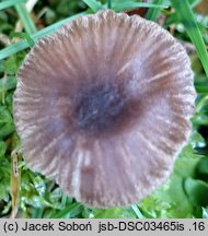 Entoloma sericeoides