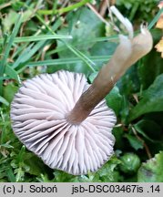 Entoloma sericeoides