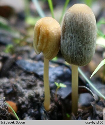 Parasola galericuliformis