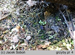 Peziza pseudoviolacea (kustrzebka nibyfioletowawa)