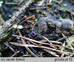 Peziza pseudoviolacea (kustrzebka nibyfioletowawa)