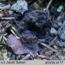 Peziza pseudoviolacea (kustrzebka nibyfioletowawa)