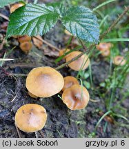 Galerina sideroides (hełmówka nadrzewna)