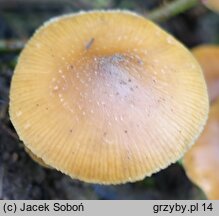 Galerina sideroides (hełmówka nadrzewna)