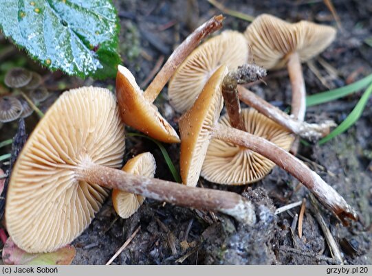 Galerina sideroides (hełmówka nadrzewna)