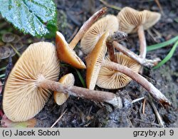 Galerina sideroides (hełmówka nadrzewna)