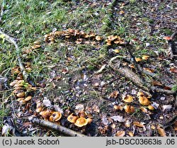 Cortinarius glaucopus (zasłonak niebieskostopy)