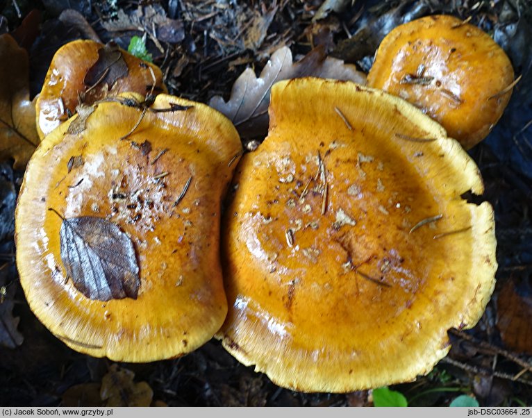 Cortinarius glaucopus (zasłonak niebieskostopy)