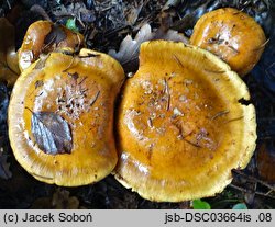 Cortinarius glaucopus (zasłonak niebieskostopy)