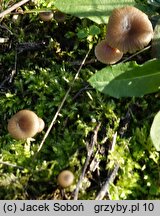 Omphalina pyxidata (pępówka kubkowata)